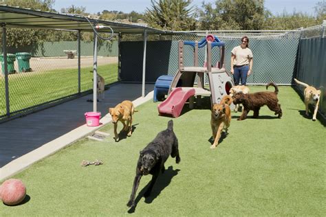 dog boarding costa mesa|TOP 10 BEST Boarding in Costa Mesa, CA